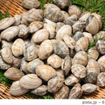 shrimp-shellfish_0002